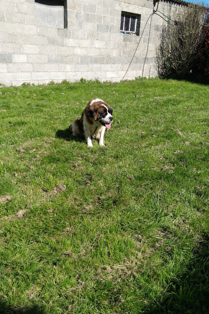 Chienne Saint Bernard 650 53190 Fougerolles-du-plessis