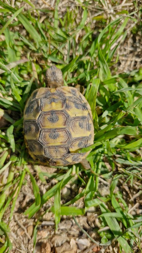 tortue de terre &acirc;g&eacute;e de 1 an 60 34400 Lunel