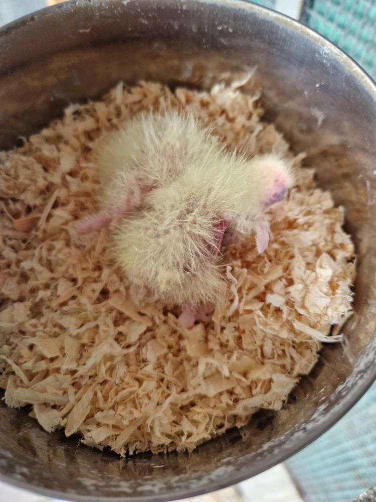 B&eacute;b&eacute;s calopsittes 1 66350 Toulouges