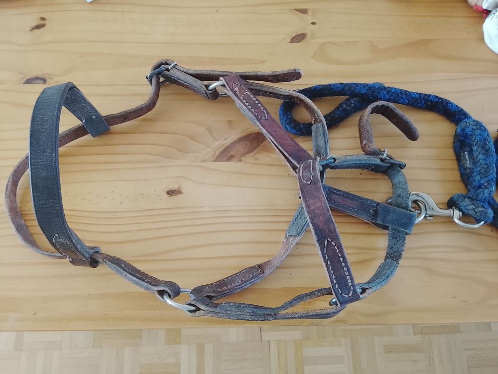 Licol cuir avec frontal et t&ecirc;ti&egrave;re 15 29200 Brest