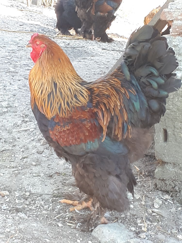 Poules et coqs brahma 1 47290 Castelnaud-de-gratecambe