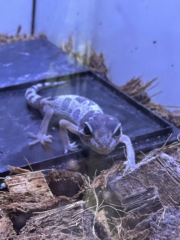 B&eacute;b&eacute;s geckos l&eacute;opard 1 50 77310 Saint-fargeau-ponthierry