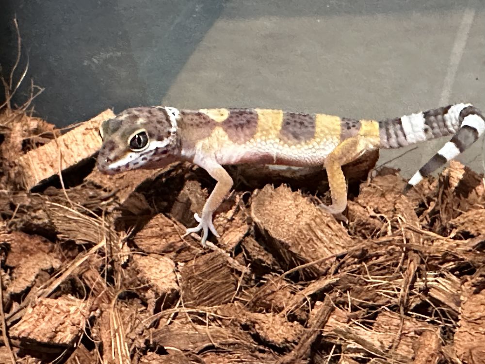 B&eacute;b&eacute;s geckos l&eacute;opard 2 50 77310 Saint-fargeau-ponthierry