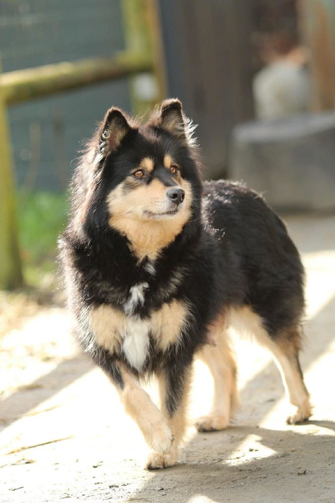 chiots finnois de laponie
l 890 59500 Douai