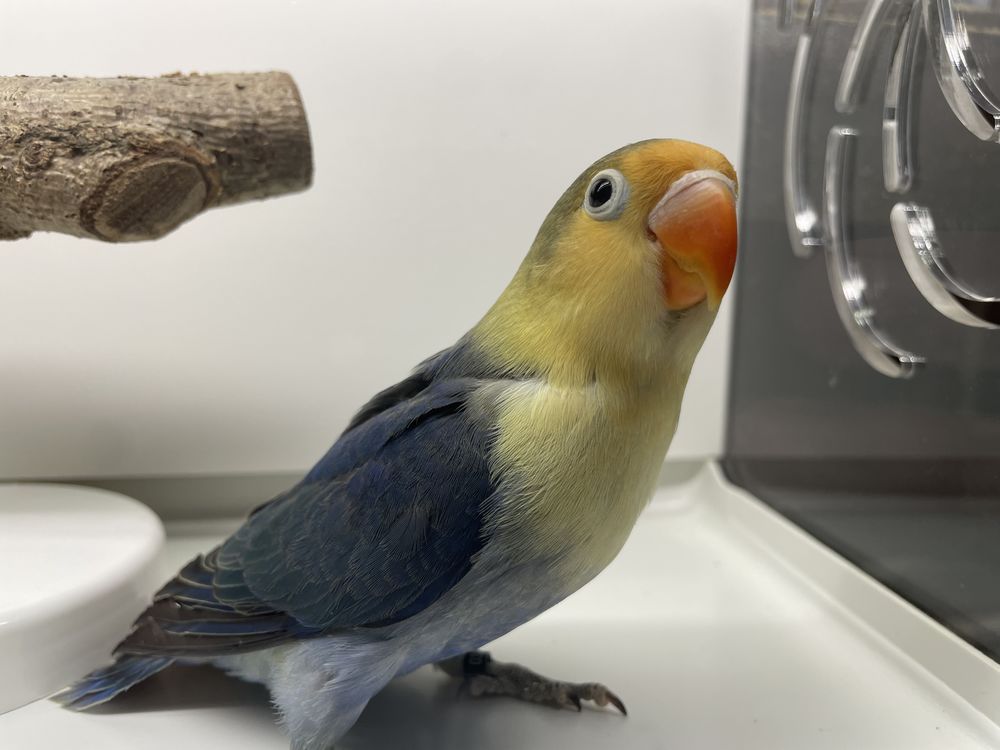 Ins&eacute;parable Fisher Turquoise D 50 44110 Ch�teaubriant