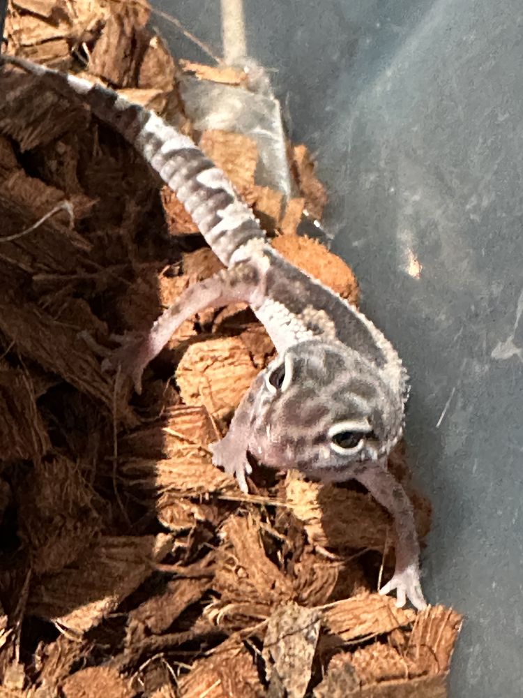 B&eacute;b&eacute; geckos l&eacute;opard 3 50 77310 Saint-fargeau-ponthierry