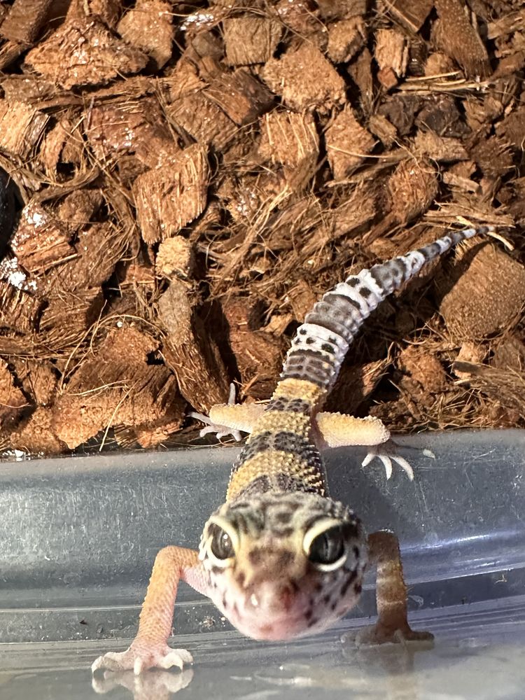 B&eacute;b&eacute;s geckos l&eacute;opard 4 50 77310 Saint-fargeau-ponthierry