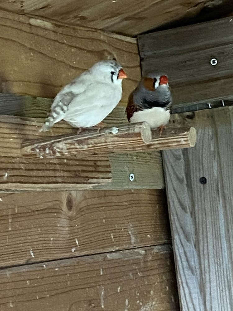 Couple de mandarins gros gabarit 15 35400 Parame