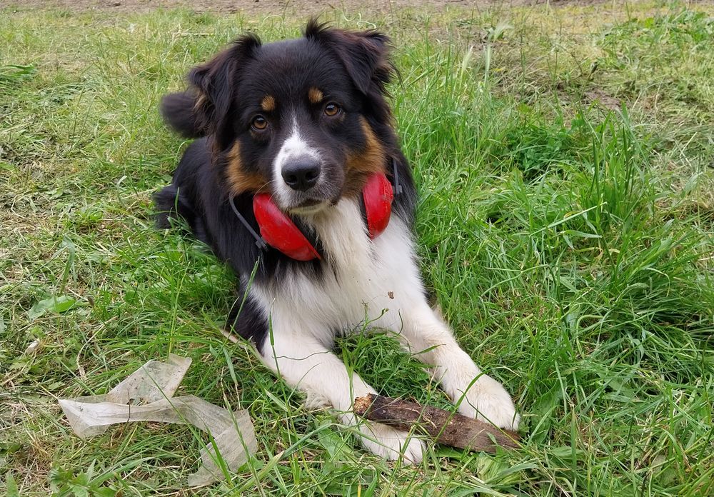 Saillie Berger australien 800 79220 Surin