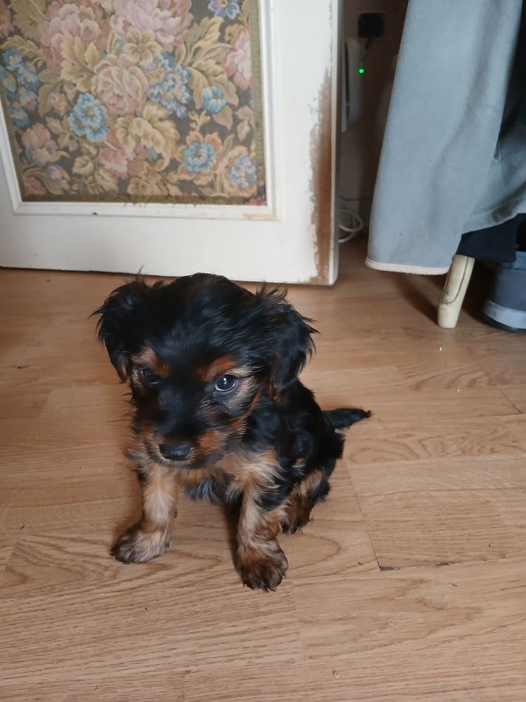 Yorkshire a adopter 850 29000 Quimper