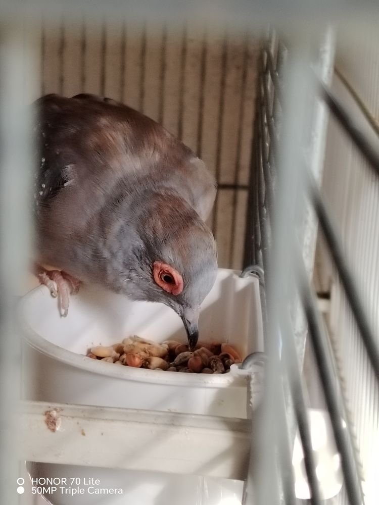 M&acirc;le colombe diamant &acirc;ge bient&ocirc;t 1 an 15 02000 Laon