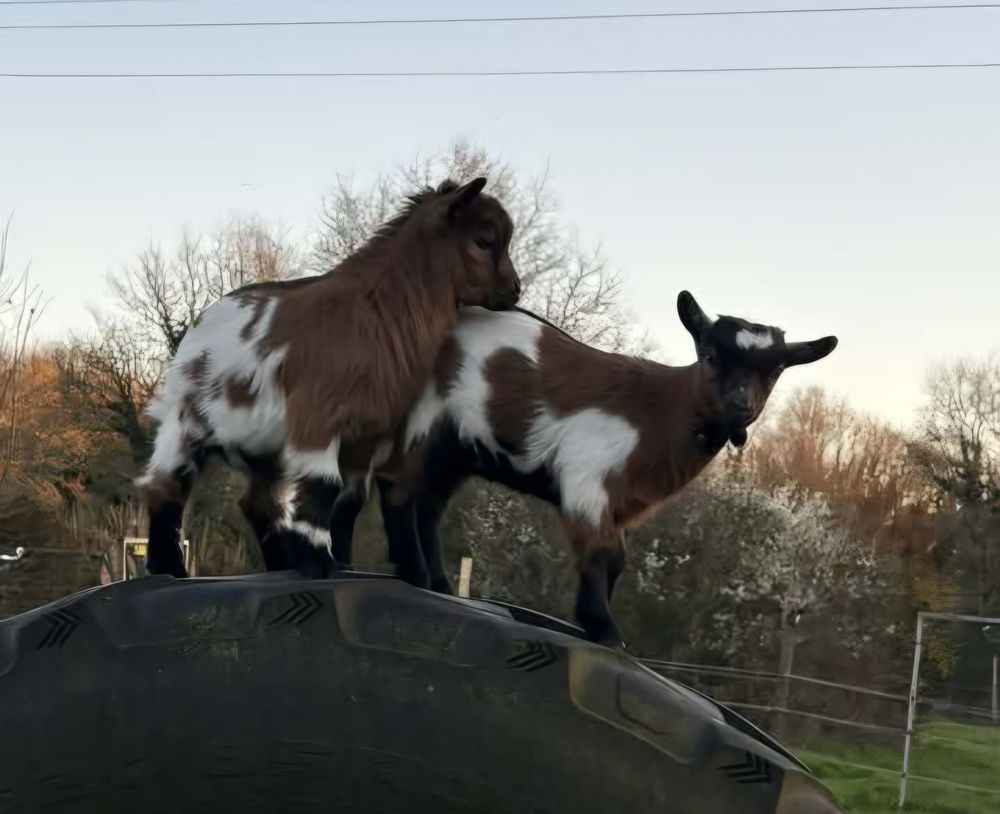 Deux adorables chevreaux nains m&acirc;les 50 56310 Bubry