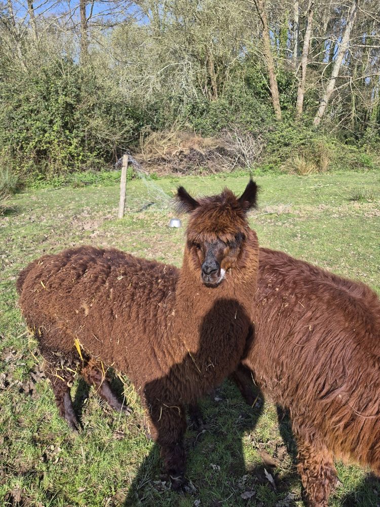 ALPAGAS HUACAYA de 8 et 12 mois 500 44160 Pontch�teau