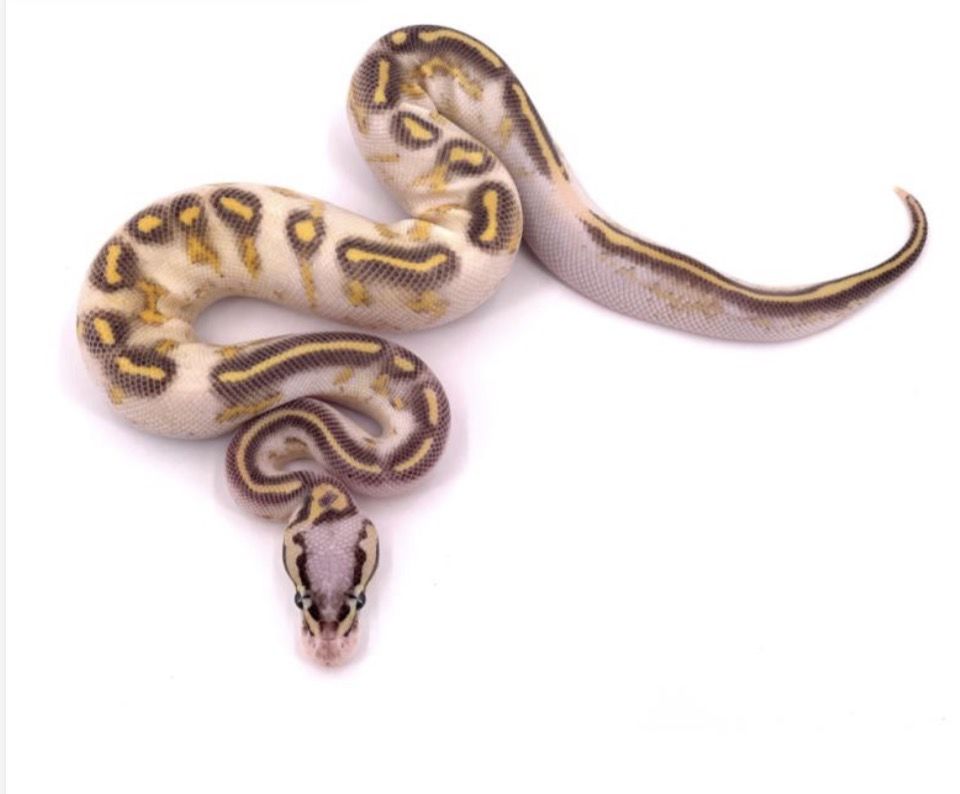 Python royale d&eacute;clar&eacute; ifap et puc&eacute; 280 77320 La fert�-gaucher