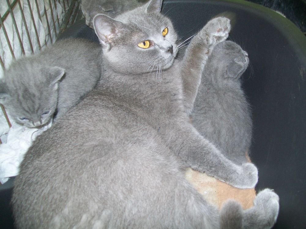 A r&eacute;server chatons Chartreux LOOF 1100 65370 Siradan