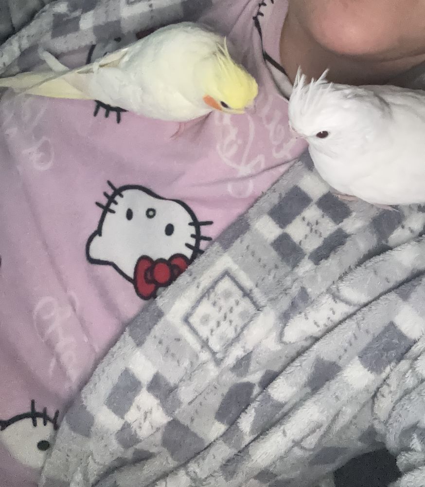 Calopsitte b&eacute;b&eacute; 120 66000 Perpignan