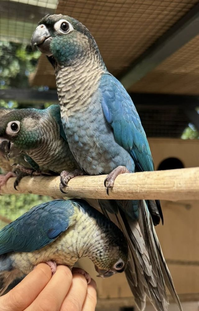 Conure eam m&acirc;le turquoise 0 41220 Thoury