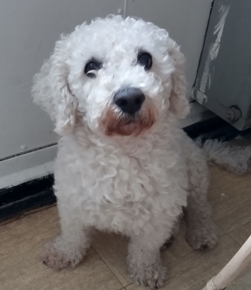 CH TOUTOU ADULTE 0 69500 Bron