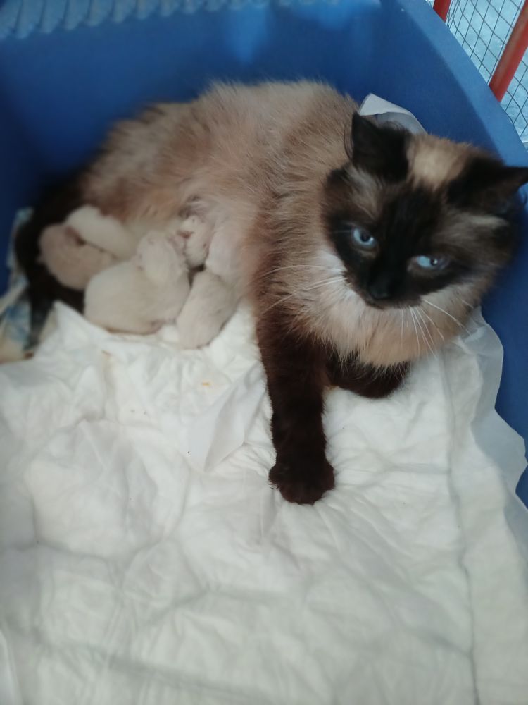 Chaton siamois 550 03500 Bransat