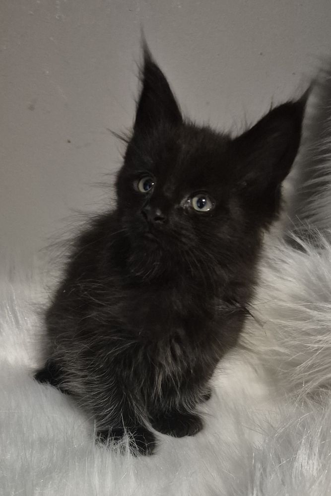 A reserver magnifiques chaton maine coon 750 12240 Colombi�s