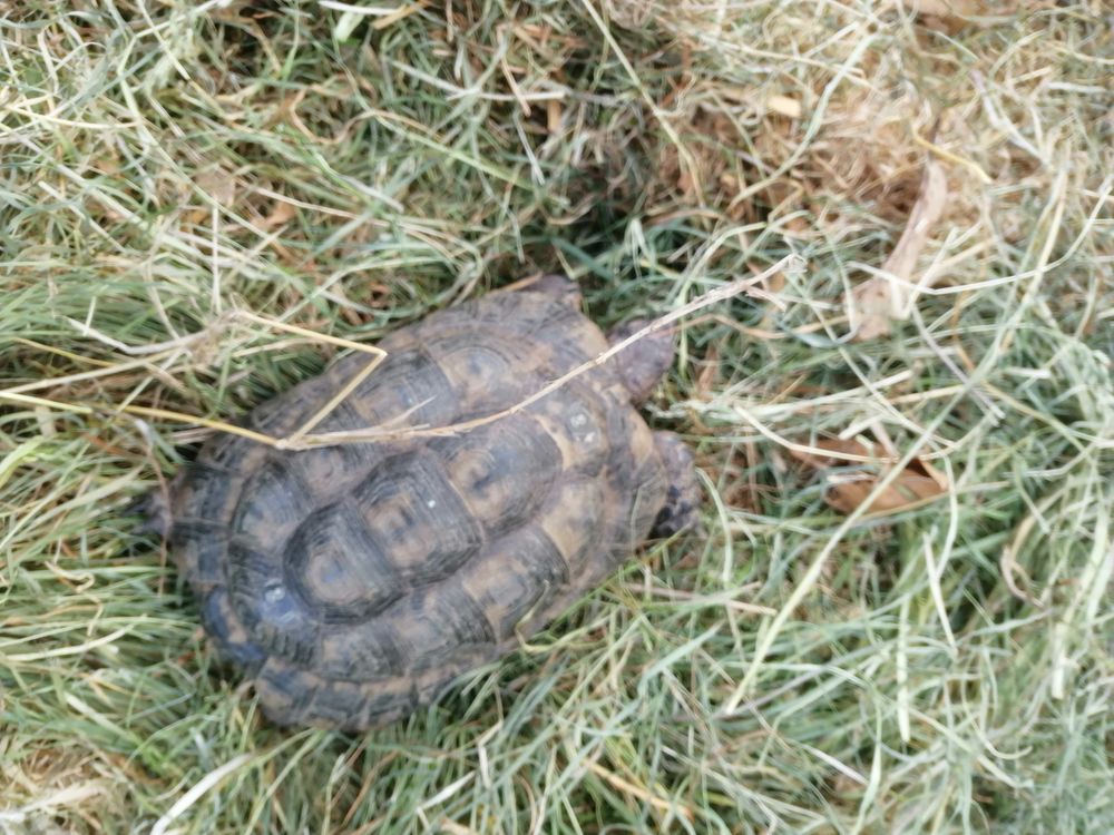 tortue m&acirc;le 11 ans 170 17300 Rochefort