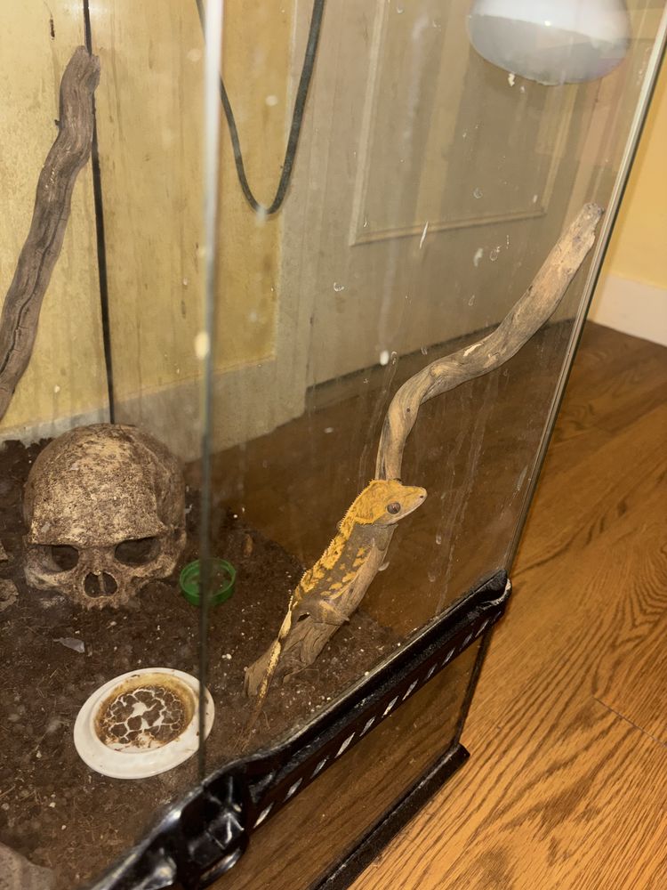 Gecko &agrave; cr&ecirc;te femelle 100 95460 �zanville