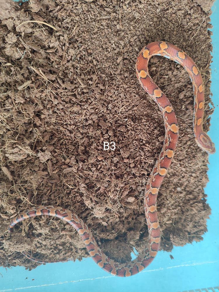 Serpent des bl&eacute;s - Elaphe 25 94600 Choisy-le-roi