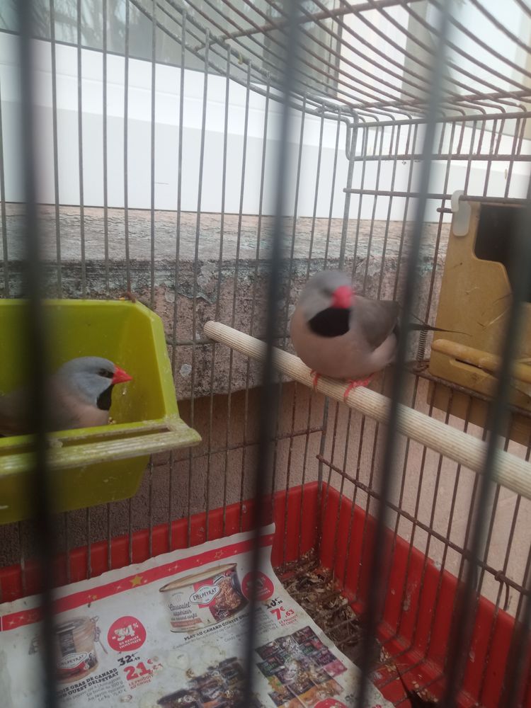 Bavette longue queue 15 44460 F�gr�ac