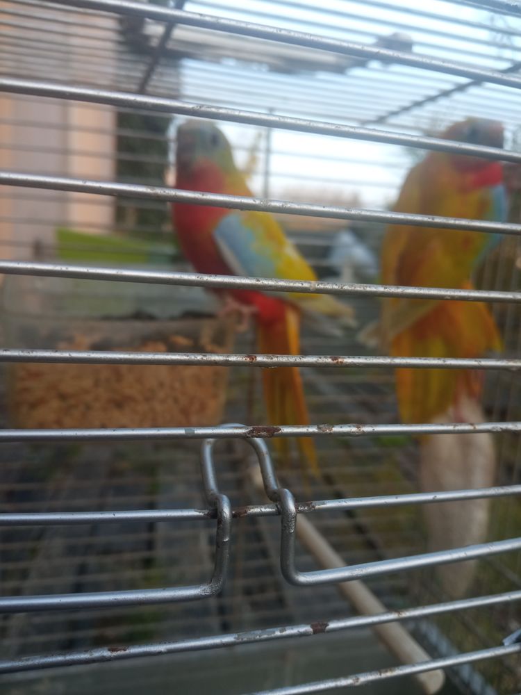 Turquoisine 30 44460 F�gr�ac