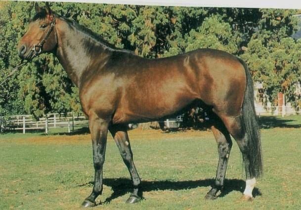 2 superbes chevaux, TF, 3 ans ,et 4 ans 3000 75013 Paris