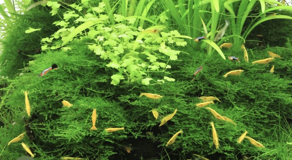 Crevettes jaunes Yellow Neon 30 44120 Vertou