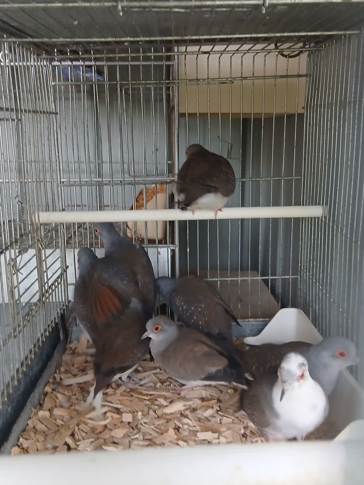 Colombes diamants 10 44150 Ancenis