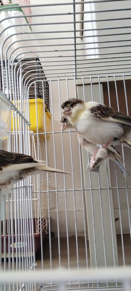 Canaris 25 89100 Sens