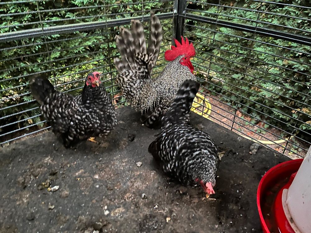 Couple poule naine CHABO COUCOU 40 77111 Soignolles-en-brie