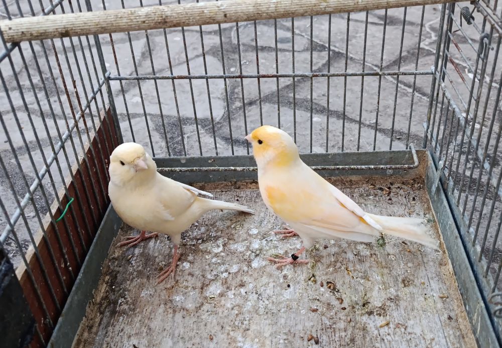Couple canaris 50 33114 Le barp