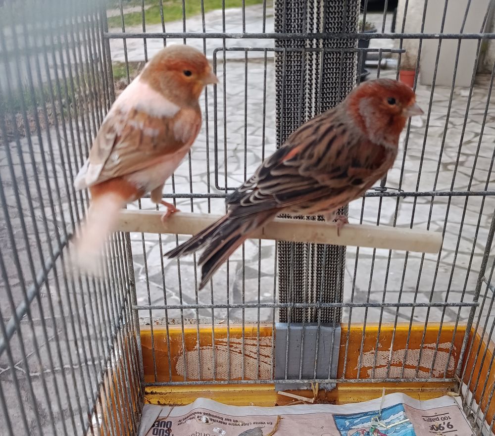 Couple Canaris 45 33114 Le barp