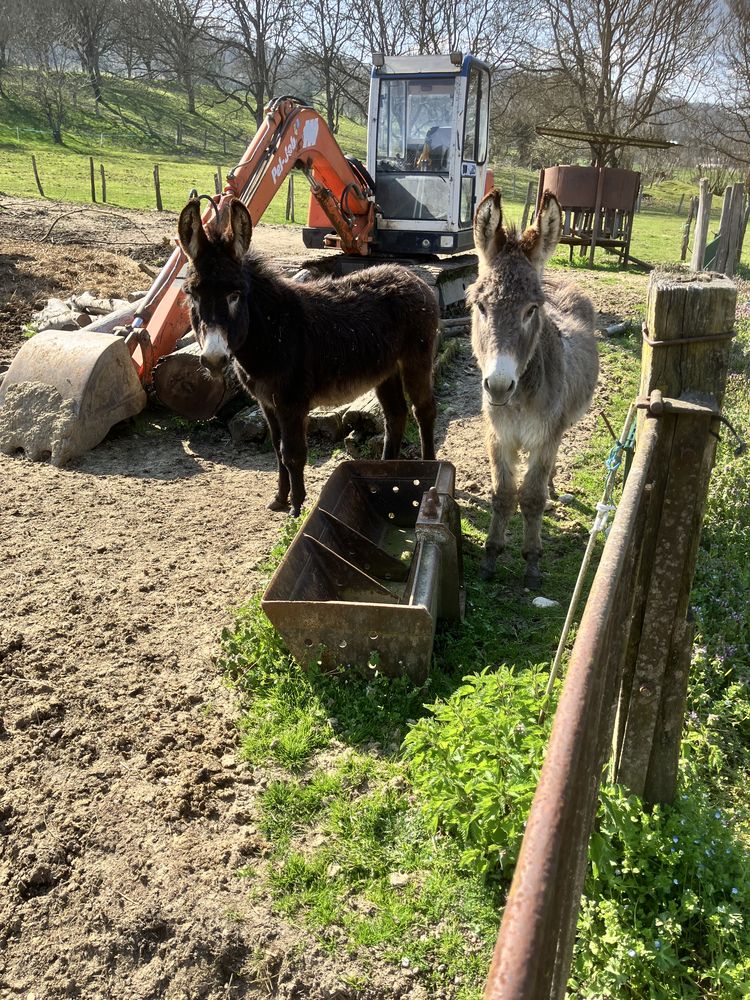 Ane anesse 350 38480 Le pont-de-beauvoisin