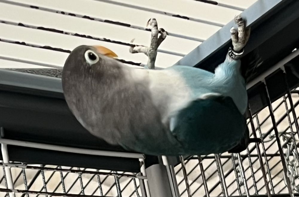 Jeune ins&eacute;parable 30 31250 Revel