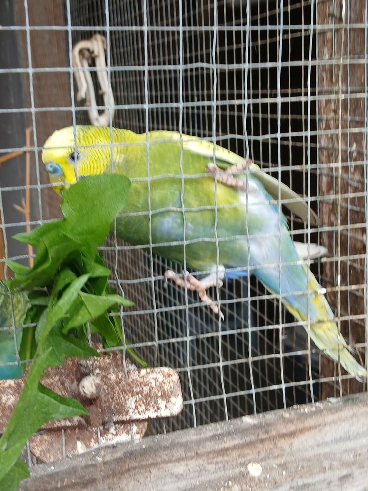 Perruche ondul&eacute; 10 59580 Aniche