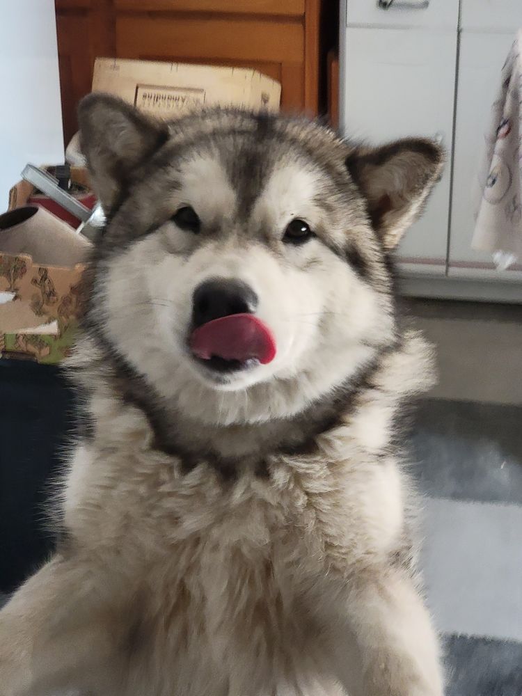 Chien Malamute d'Alaska 0 38470 Chantesse