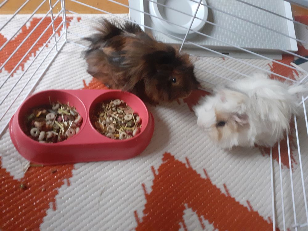 deux cochon d inde mal avec leurs cage et accessoires. 100 75018 Paris