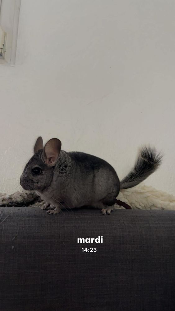 Chinchilla 70 67690 Hatten