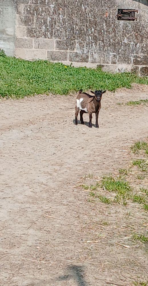 Bouc nain 60 79160 Fenioux