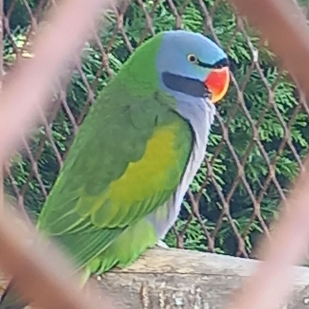 Coupl&eacute; derby 300 31350 Boulogne-sur-gesse