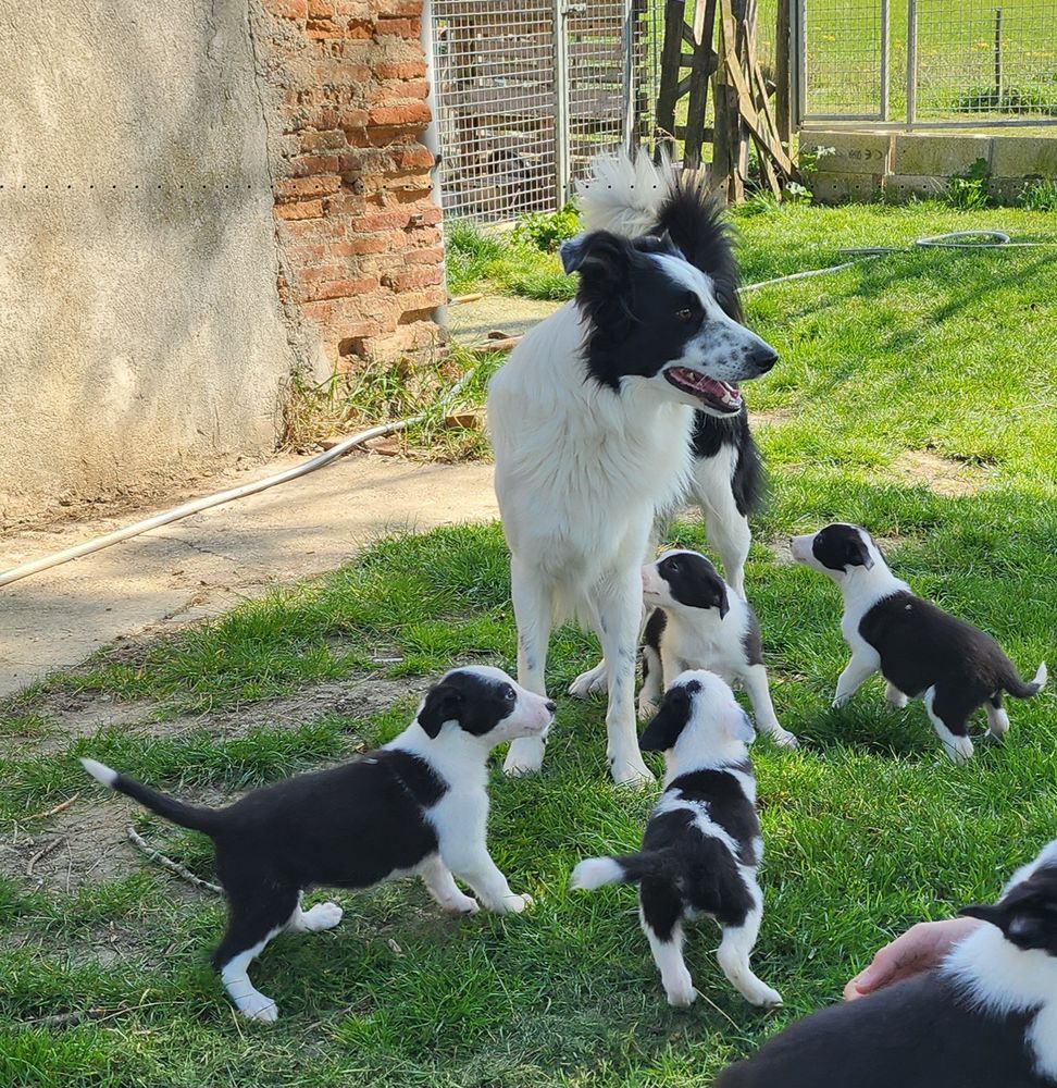 A r&eacute;serv&eacute; chiots border collie filles 3 et 7 gar&ccedil;ons 500 31290 Vieillevigne