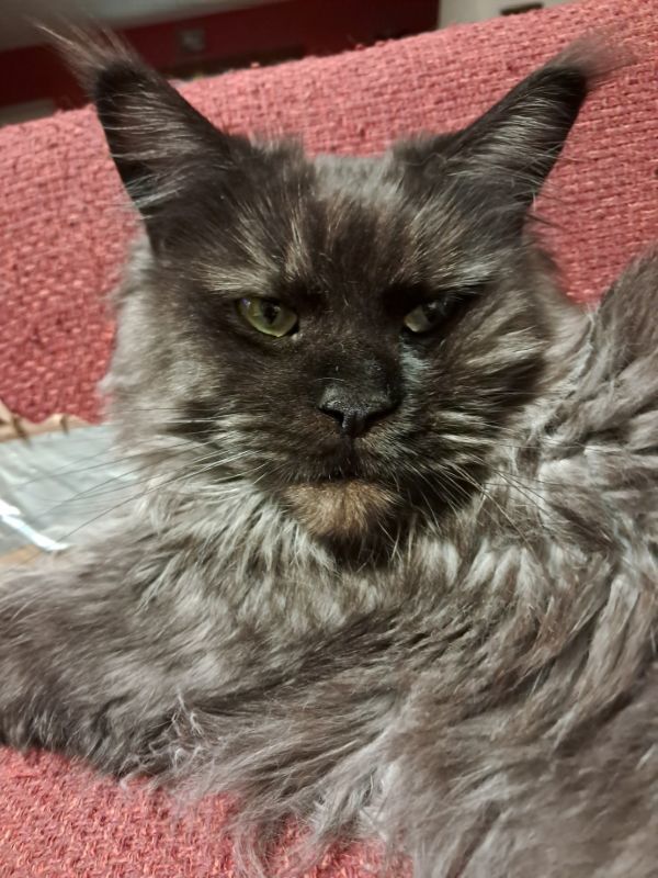 Maine Coon adulte disponible 600 62970 Courcelles-l�s-lens