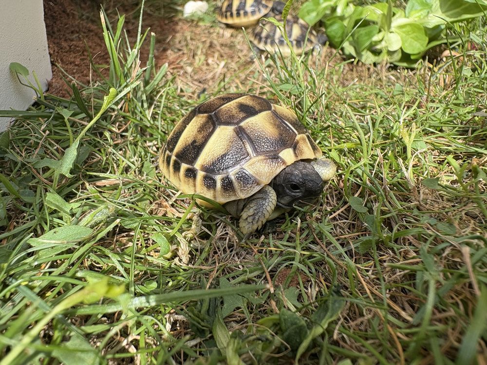 B&eacute;b&eacute; tortue de terre 100 77000 Melun