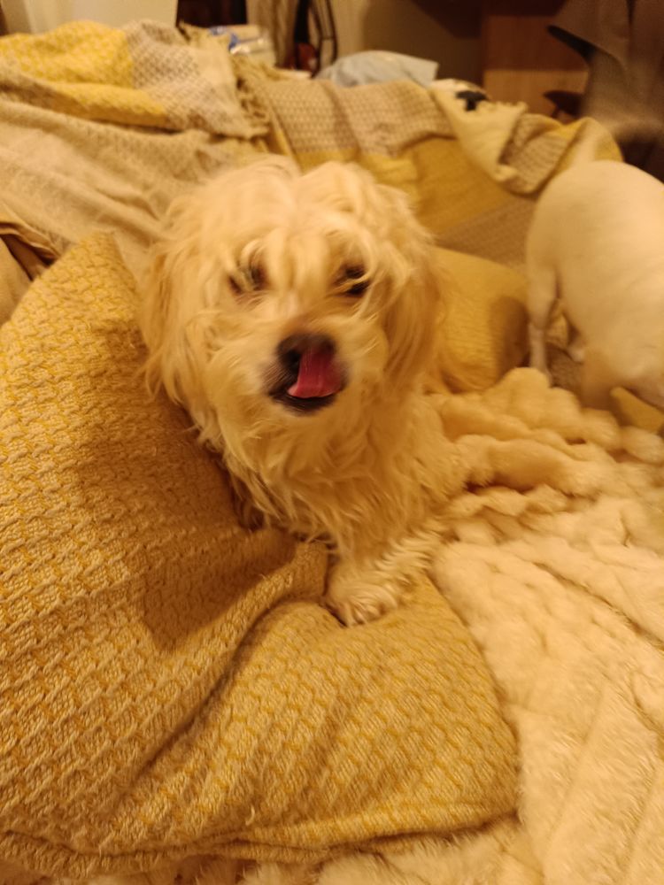 &Agrave; confier contre tr&egrave;s bons soins Charlie 0 72000 Le mans