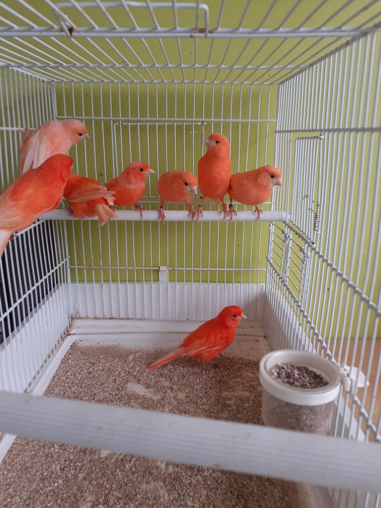 Canaris. 30 02100 Saint-quentin