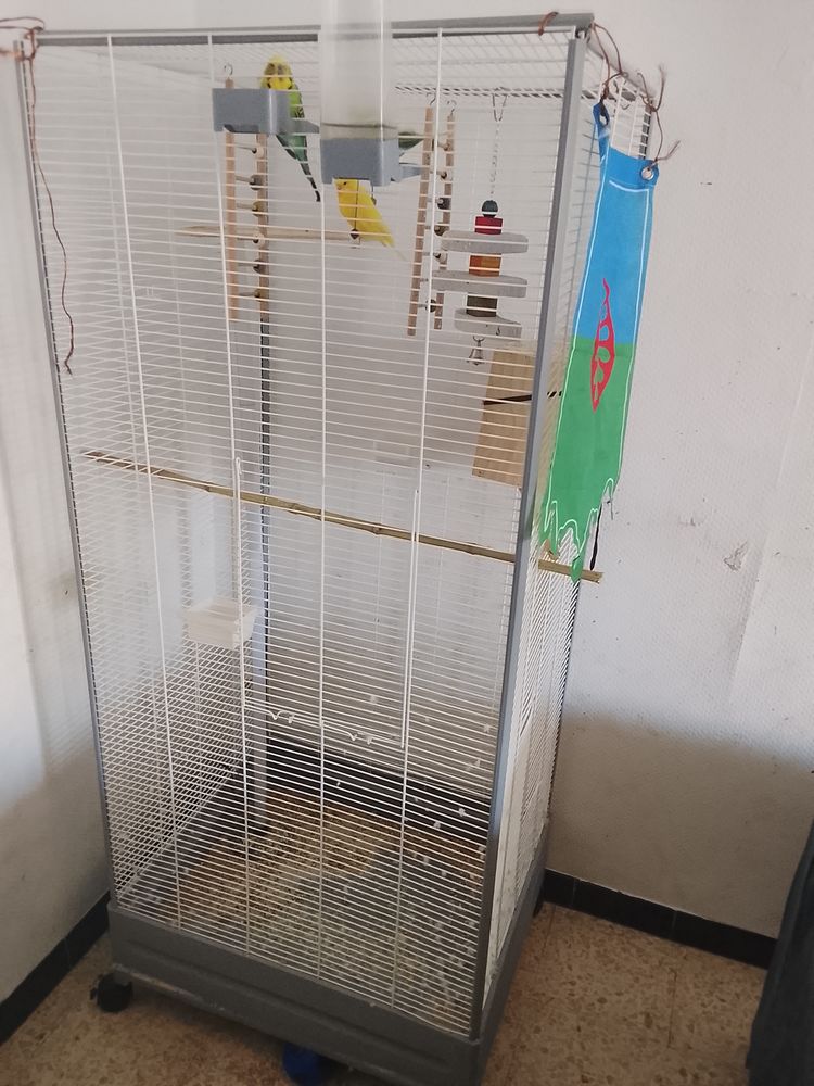 Perruche ondul&eacute;e 100 30100 Al�s